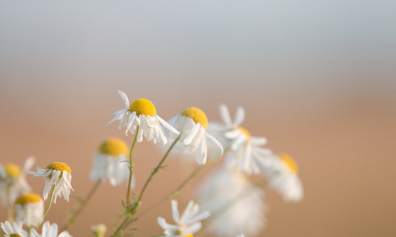 Обои цветы, природа, макро, фон, ромашки, flowers, nature, macro, background, chamomile разрешение 2560x1600 Загрузить