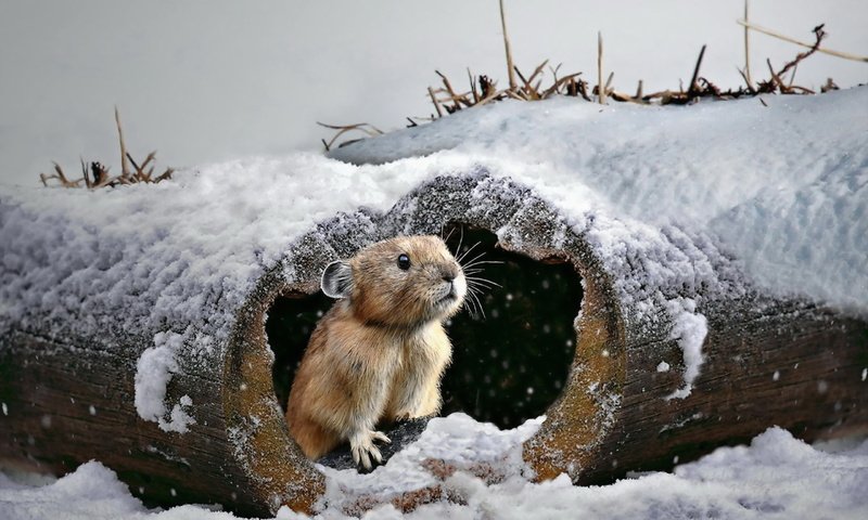 Обои снег, природа, зима, бревно, мышка, грызун, snow, nature, winter, log, mouse, rodent разрешение 2560x1798 Загрузить