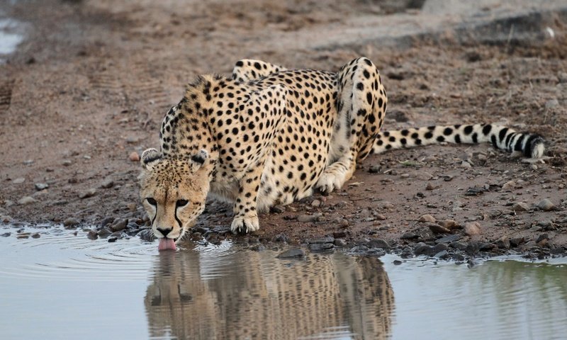 Обои камни, водоем, хищник, гепард, водопой, stones, pond, predator, cheetah, drink разрешение 3438x2056 Загрузить