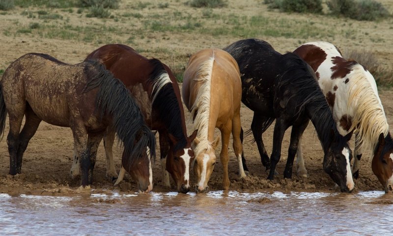 Обои лошади, кони, водопой, табун, horse, horses, drink, the herd разрешение 3400x1825 Загрузить