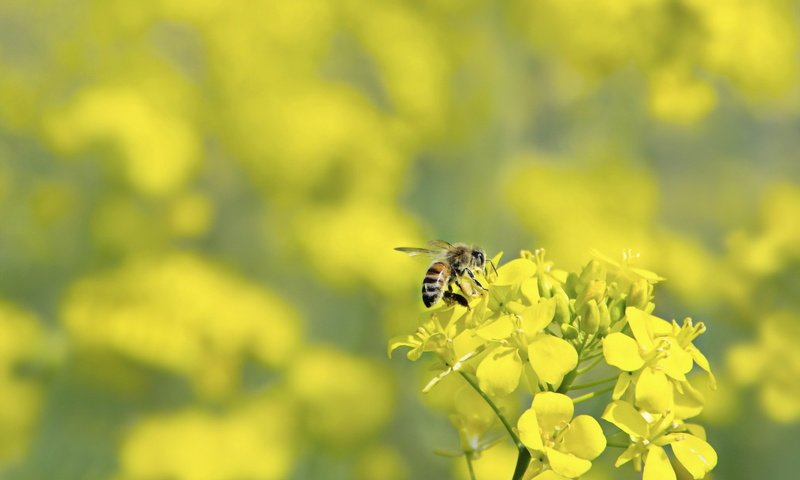 Обои макро, цветок, насекомые, пчела, оса, macro, flower, insects, bee, osa разрешение 1920x1200 Загрузить
