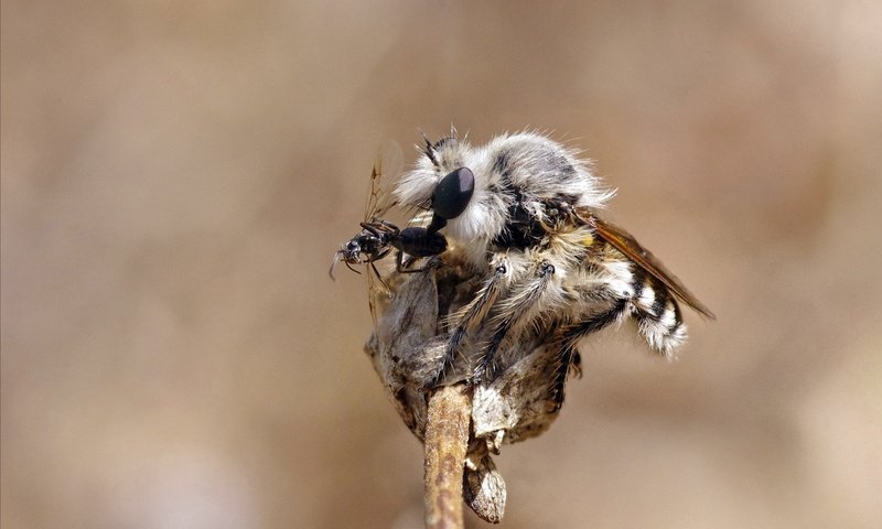 Обои макро, насекомые, муравей, муха, добыча, летают, ziva & amir, крылатый, macro, insects, ant, fly, mining, cruise разрешение 2904x1820 Загрузить