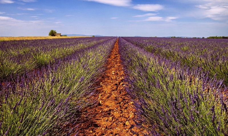 Обои небо, дорога, цветы, поле, лаванда, горизонт, дом, ферма, the sky, road, flowers, field, lavender, horizon, house, farm разрешение 2048x1153 Загрузить