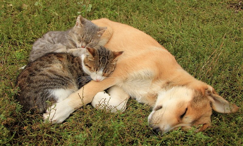 Обои собака, кошки, друзья, dog, cats, friends разрешение 1920x1280 Загрузить