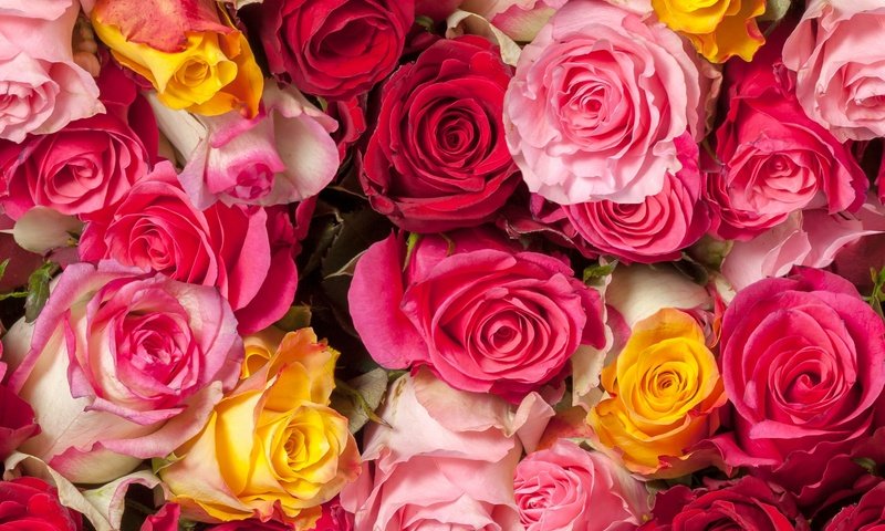 Обои цветы, бутоны, розы, много, flowers, buds, roses, a lot разрешение 1920x1441 Загрузить