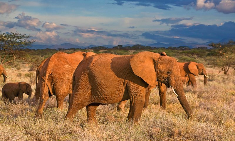 Обои облака, африка, слоны, саванна, clouds, africa, elephants, savannah разрешение 1920x1200 Загрузить