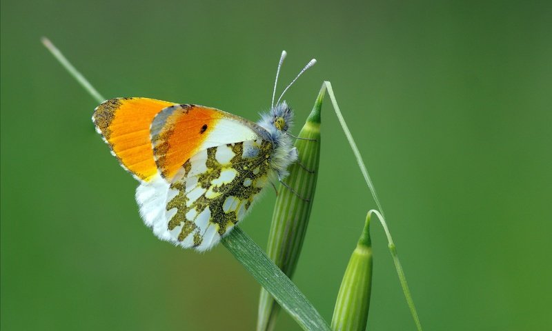 Обои трава, макро, насекомое, бабочка, крылья, растение, зеленая, ziva & amir, grass, macro, insect, butterfly, wings, plant, green разрешение 3366x2229 Загрузить