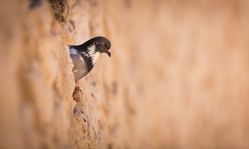 Обои стена, птица, голубь, птаха, wall, bird, dove разрешение 1920x1080 Загрузить