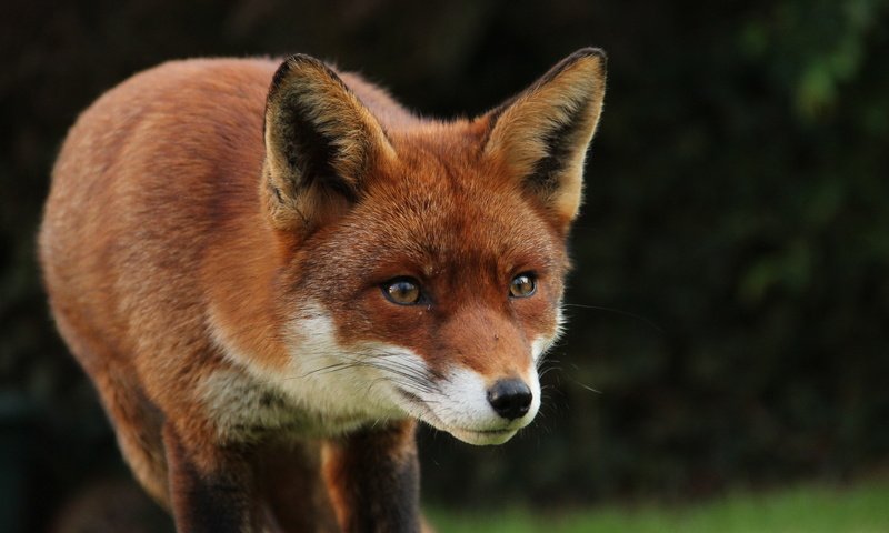 Обои взгляд, рыжая, лиса, лисица, животное, look, red, fox, animal разрешение 5184x3456 Загрузить