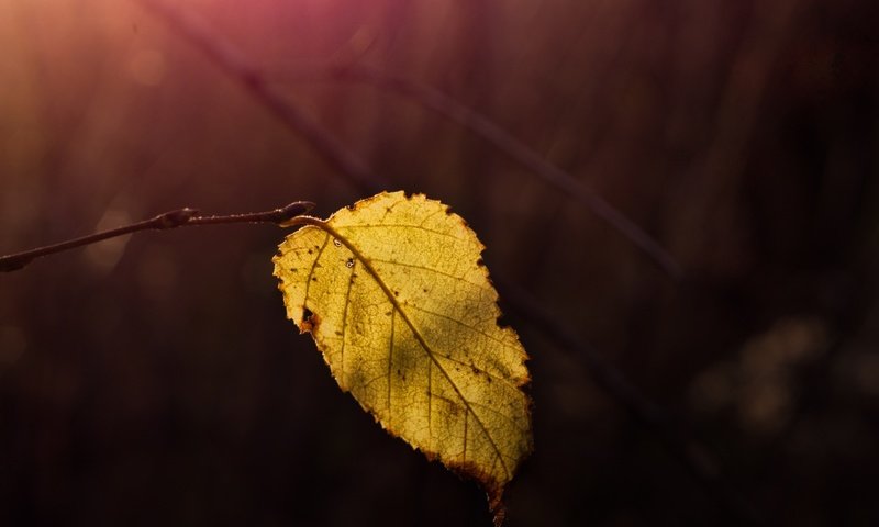 Обои природа, макро, осень, лист, nature, macro, autumn, sheet разрешение 2048x1414 Загрузить