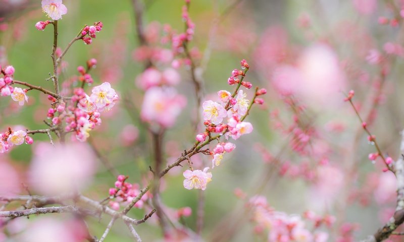 Обои цветы, ветки, сад, весна, flowers, branches, garden, spring разрешение 2048x1404 Загрузить