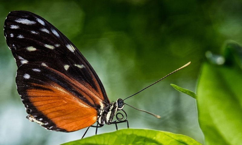 Обои листья, макро, насекомое, бабочка, крылья, leaves, macro, insect, butterfly, wings разрешение 2048x1300 Загрузить