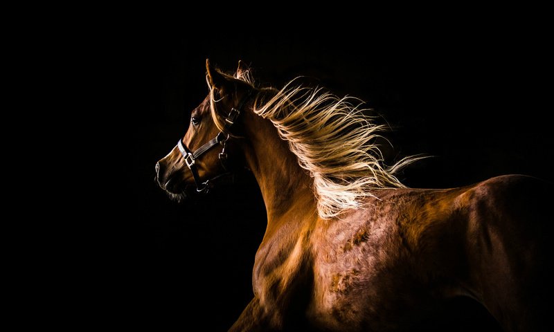 Обои лошадь, профиль, темный фон, конь, грива, бег, horse, profile, the dark background, mane, running разрешение 2048x1420 Загрузить