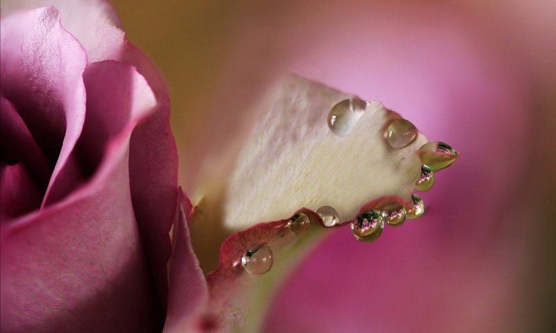 Обои макро, цветок, капли, роза, лепестки, бутон, розовый, цветком, macro, flower, drops, rose, petals, bud, pink разрешение 1988x1200 Загрузить