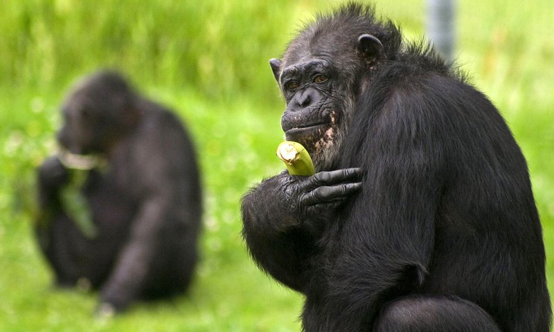 Обои трава, обезьяна, банан, шимпанзе, grass, monkey, banana, chimpanzees разрешение 1920x1080 Загрузить