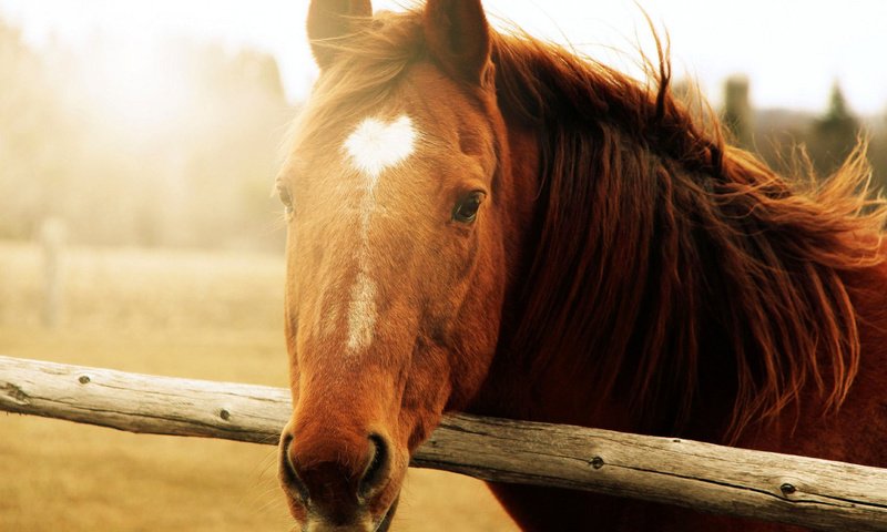 Обои морда, лошадь, солнце, фон, животные, конь, грива, face, horse, the sun, background, animals, mane разрешение 1920x1200 Загрузить