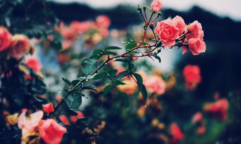 Обои цветы, розы, лепестки, куст, flowers, roses, petals, bush разрешение 2304x1536 Загрузить