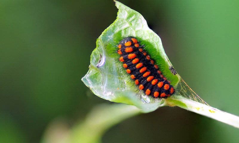 Обои макро, насекомое, лист, растение, гусеница, ziva & amir, macro, insect, sheet, plant, caterpillar разрешение 3393x2224 Загрузить