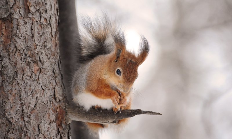 Обои дерево, животное, белка, зверек, белочка, грызун, anna verdina, tree, animal, protein, squirrel, rodent разрешение 4256x2832 Загрузить