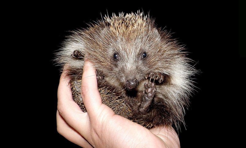 Обои рука, черный фон, пальцы, ежик, иголки, еж, hand, black background, fingers, hedgehog, needles разрешение 1920x1205 Загрузить