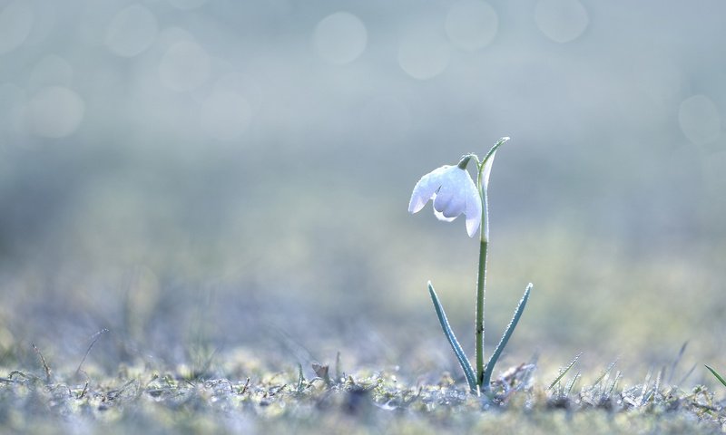 Обои трава, природа, макро, цветок, весна, боке, подснежник, grass, nature, macro, flower, spring, bokeh, snowdrop разрешение 2000x1333 Загрузить