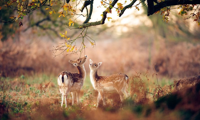 Обои лес, животные, осень, размытость, олени, оленята, forest, animals, autumn, blur, deer, fawns разрешение 2048x1363 Загрузить