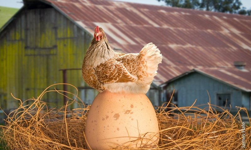 Обои курица, вот это яйко, chicken, this is yayko разрешение 1920x1200 Загрузить