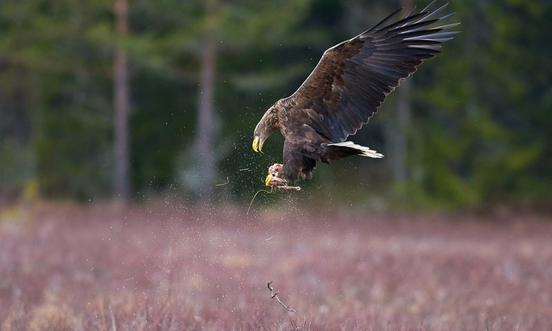 Обои полет, крылья, орел, птица, клюв, перья, добыча, flight, wings, eagle, bird, beak, feathers, mining разрешение 2048x1366 Загрузить