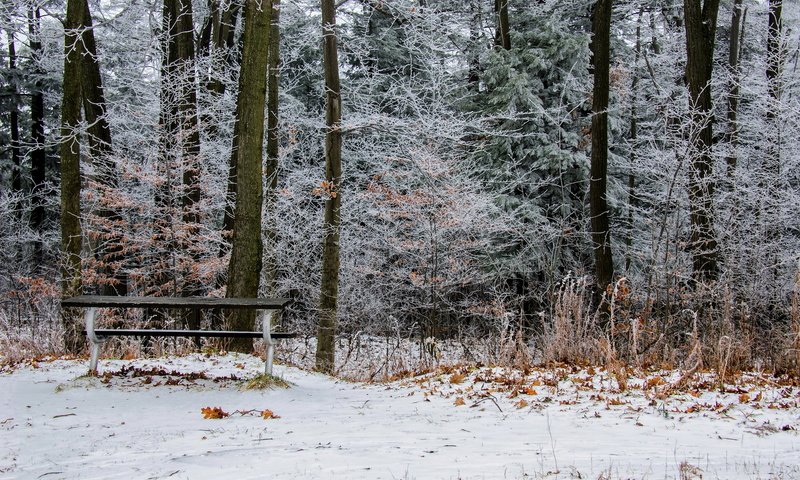 Обои деревья, снег, природа, листья, зима, парк, скамейка, онтарио, trees, snow, nature, leaves, winter, park, bench, ontario разрешение 1920x1200 Загрузить