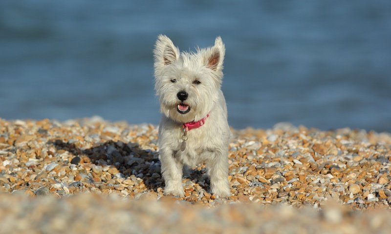 Обои камни, собака, вест-хайленд-уайт-терьер, stones, dog, the west highland white terrier разрешение 3600x2252 Загрузить