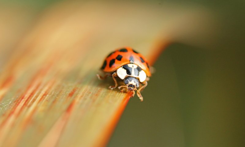 Обои природа, жук, макро, насекомое, божья коровка, nature, beetle, macro, insect, ladybug разрешение 2560x1600 Загрузить