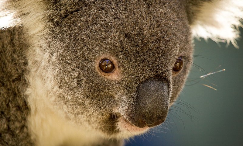 Обои животные, австралия, коала, травоядное, сумчатое, сумчатые, animals, australia, koala, herbivores, marsupials разрешение 1920x1280 Загрузить