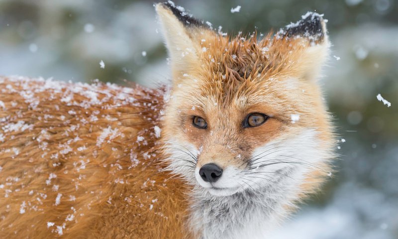 Обои снег, зима, лиса, лис, snow, winter, fox разрешение 2048x1362 Загрузить