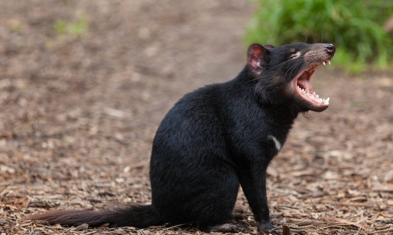 Обои зверек, пасть, тасманийский дьявол, animal, mouth, tasmanian devil разрешение 2050x1367 Загрузить