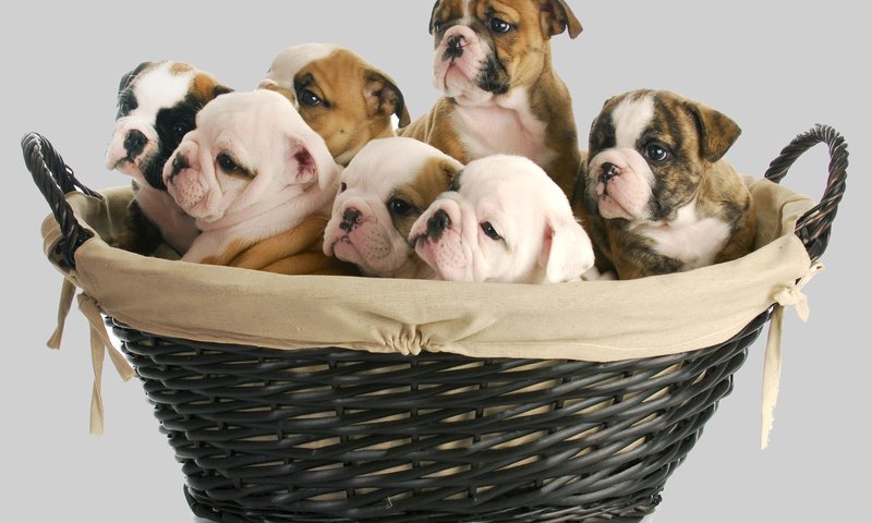 Обои щенок, корзина, малыш, собаки, английский бульдог, щенята, puppy, basket, baby, dogs, english bulldog разрешение 2000x1333 Загрузить