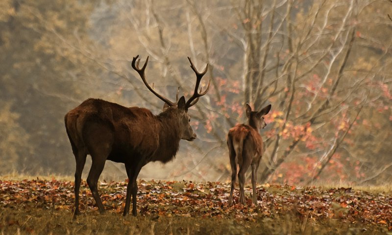 Обои лес, олень, осень, рога, олени, осенние листья, forest, deer, autumn, horns, autumn leaves разрешение 3001x1645 Загрузить