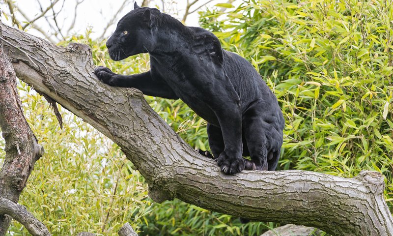 Обои дерево, кошка, черный, ягуар, пантера, ©tambako the jaguar, tree, cat, black, jaguar, panther разрешение 2048x1365 Загрузить