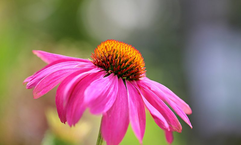 Обои макро, цветок, лепестки, краски, эхинацея, macro, flower, petals, paint, echinacea разрешение 2048x1366 Загрузить