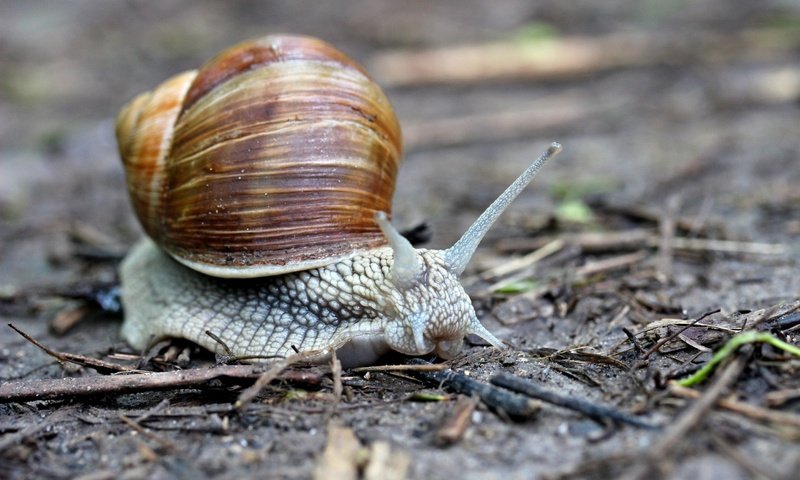 Обои макро, улитка, рожки, раковина, брюхоногие моллюски, macro, snail, horns, sink, gastropods разрешение 2880x1920 Загрузить