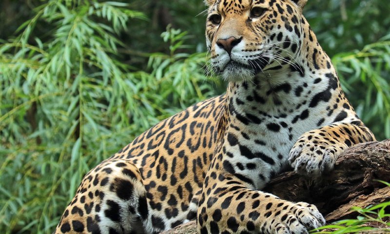 Обои морда, лапы, хищник, большая кошка, ягуар, животное, ягуа́р, face, paws, predator, big cat, jaguar, animal разрешение 4168x3344 Загрузить
