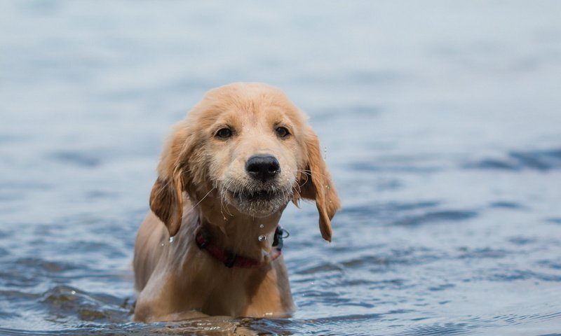 Обои вода, взгляд, собака, щенок, друг, water, look, dog, puppy, each разрешение 1920x1150 Загрузить