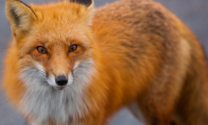 Обои рыжая, лиса, хищник, лисица, животное, red, fox, predator, animal разрешение 4819x3166 Загрузить