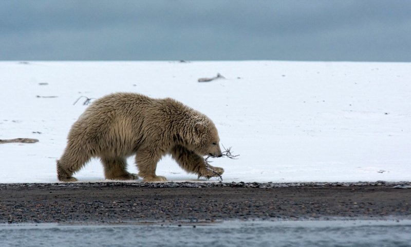 Обои природа, фон, полярный медведь, медведь, белый медведь, nature, background, polar bear, bear разрешение 1920x1080 Загрузить