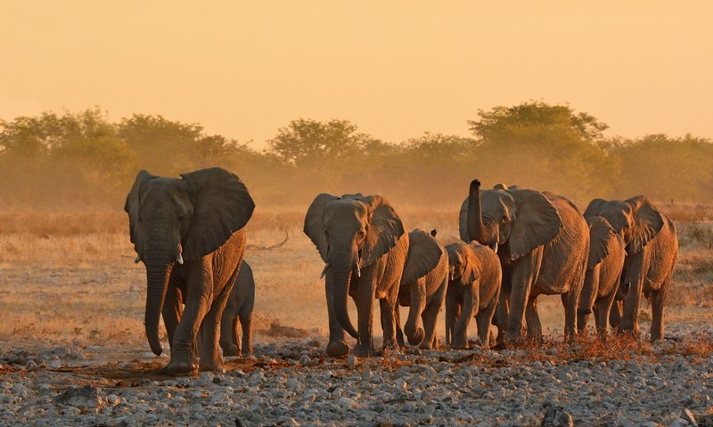 Обои природа, африка, уши, слоны, хобот, бивни, nature, africa, ears, elephants, trunk, tusks разрешение 2048x1365 Загрузить