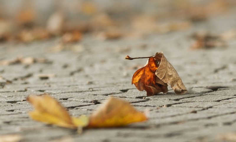 Обои листья, макро, осень, leaves, macro, autumn разрешение 1920x1200 Загрузить