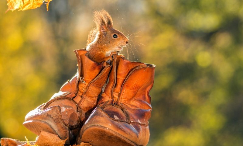 Обои осень, животное, белка, ботинки, грызун, autumn, animal, protein, shoes, rodent разрешение 2048x1365 Загрузить