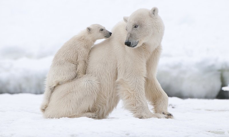 Обои животные, полярный медведь, медведи, белый медведь, animals, polar bear, bears разрешение 2880x1913 Загрузить