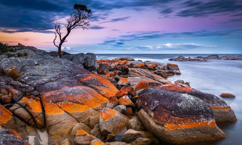 Обои дерево, камни, берег, закат, море, австралия, тасмания, tree, stones, shore, sunset, sea, australia, tasmania разрешение 2048x1365 Загрузить