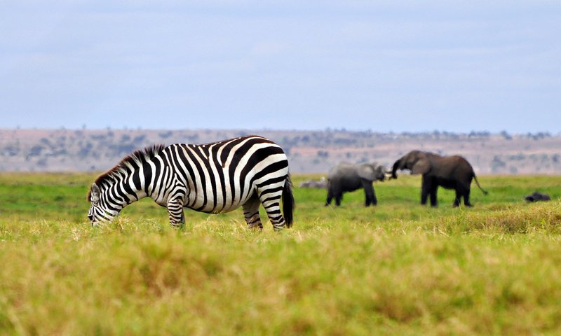 Обои трава, зебра, животные, слоны, саванна, штат джорджия, grass, zebra, animals, elephants, savannah, georgia разрешение 2048x1153 Загрузить