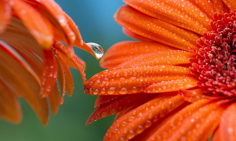 Обои цветы, фон, роса, лепестки, оранжевые, гербера, flowers, background, rosa, petals, orange, gerbera разрешение 2048x1365 Загрузить